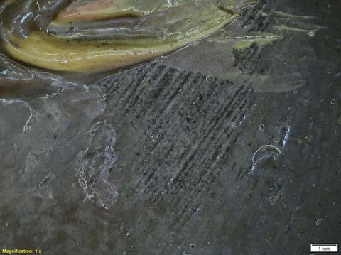 Colour photograph. A close-up, detailed study of a textural area of paint, featuring shades of yellow and brown, with a glossy appearance. On the lower left yellow text reads, ‘Magnification: 1 x’. On the right, a small white rectangle bears the text ‘1 mm’.