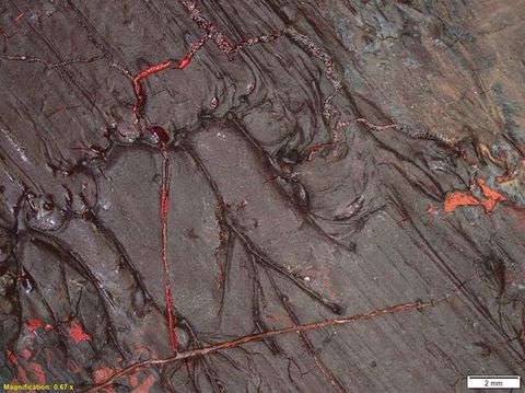Colour photograph. A close-up, detailed study of a textural area of paint, featuring shades of red and brown, with a glossy appearance. On the lower left yellow text reads, ‘Magnification: 0.67 x’. On the right, a small white rectangle bears the text ‘2 mm’.