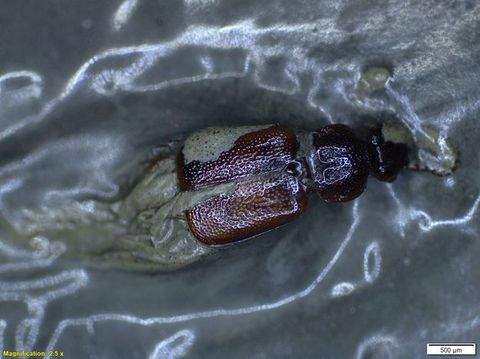 Colour photograph. A brown insect is partially submerged in a textural passage of green and blue paint.  The insect is clearly in focus, and the paint around them has a blurred appearance. On the lower left, yellow text reads, ‘Magnification: 2.5 x’. On the right, a small white rectangle bears the number 500.